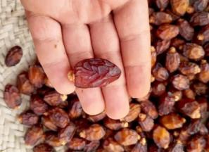 راهنمای خرید خرما ریز جنوب + قیمت عالی