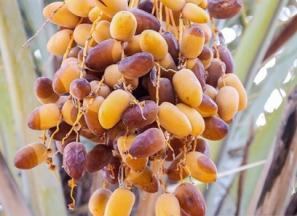 قیمت خرما تازه جنوب + پخش تولیدی عمده کارخانه