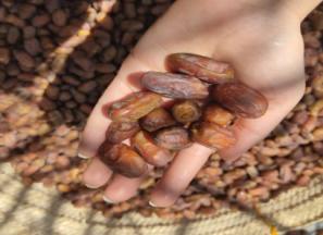 قیمت خرما استعمران خوزستان + مشخصات بسته بندی عمده و ارزان