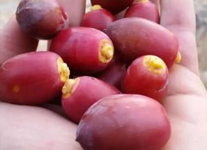 خرید و قیمت انواع خرما خارک قرمز