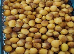 قیمت خرما برحی آبادان + پخش تولیدی عمده کارخانه