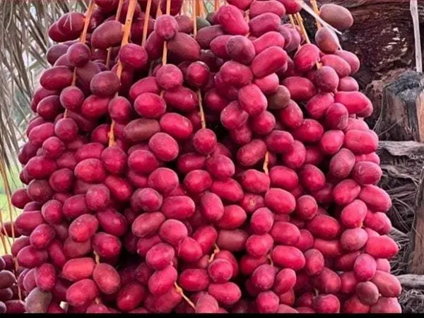 قیمت خرید خرما مضافتی خوشه ای + آموزش