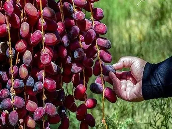 قیمت خرید خرما مضافتی خوشه ای + آموزش