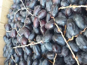 قیمت خرید خرما مضافتی خوشه ای + آموزش